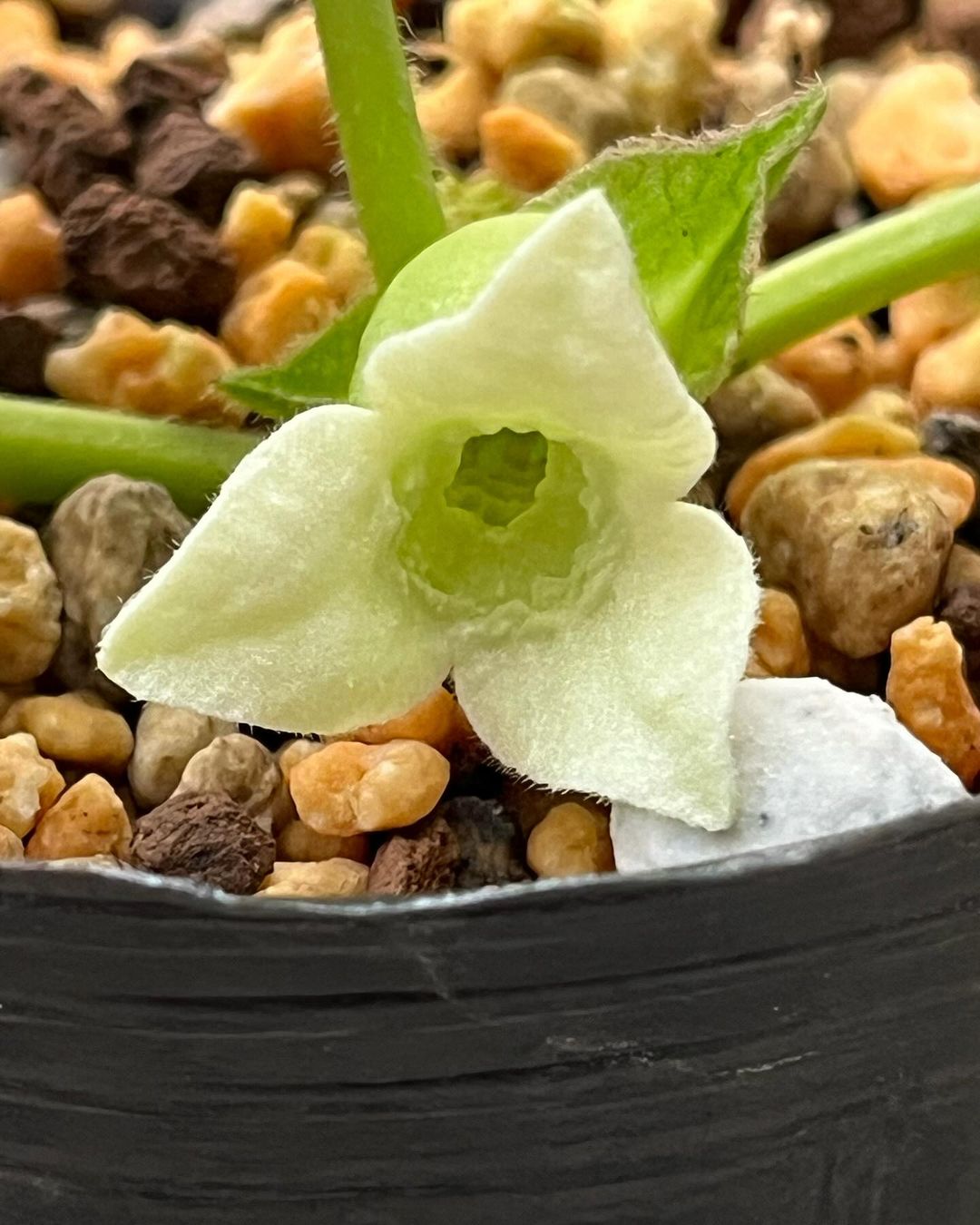 タニムラ？ハツユキ？カンアオイの白南風です