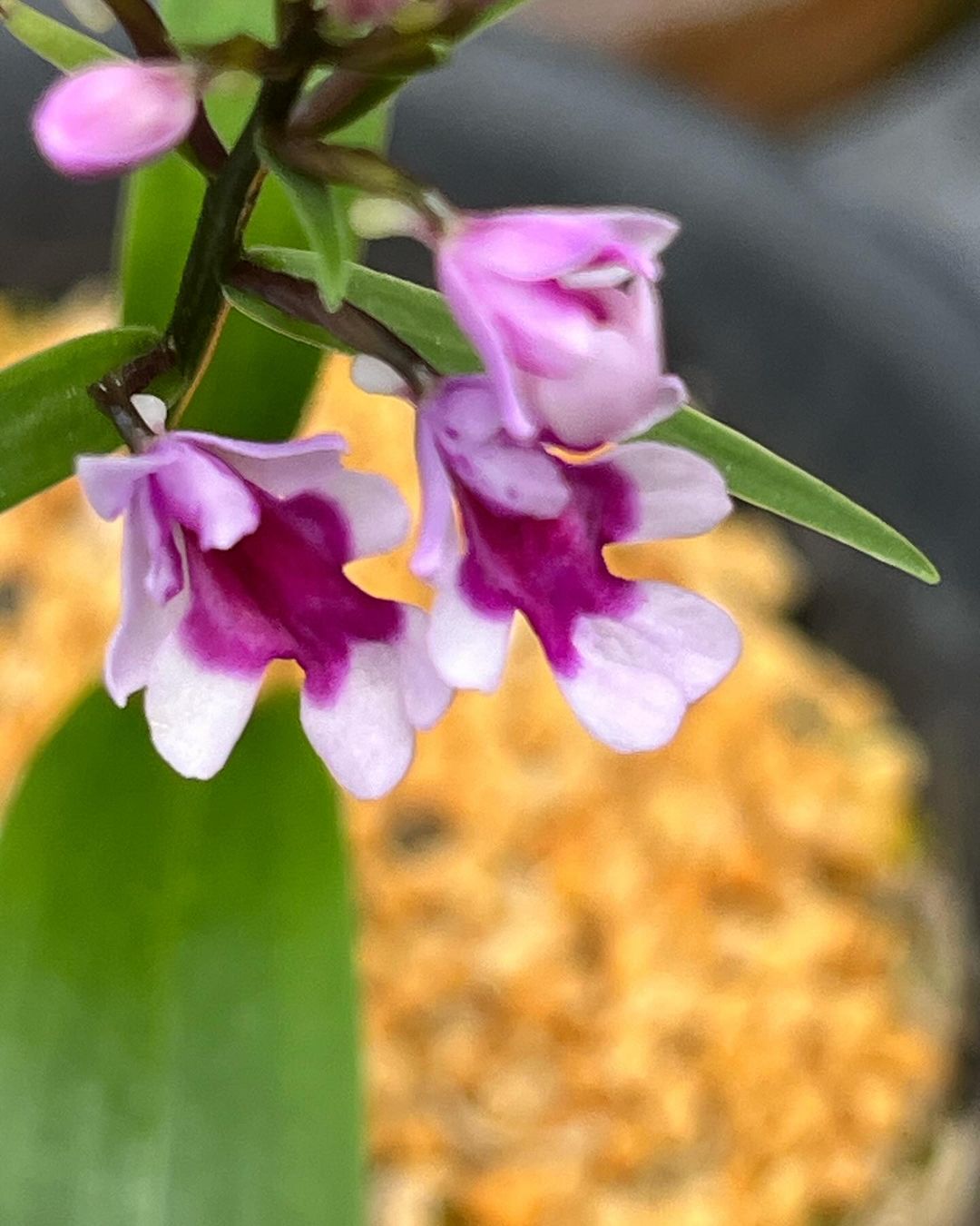 イワチドリ原種の『大紫宝』