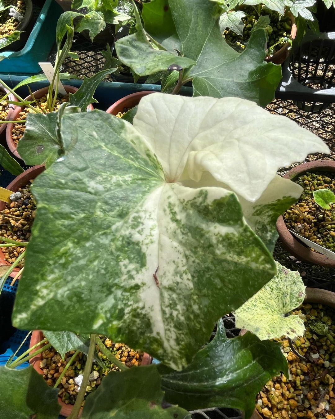 ツワブキ　葉が三つに割れた白縞