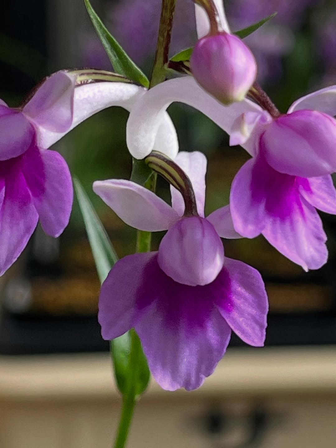 ウチョウラン『紀の太陽』