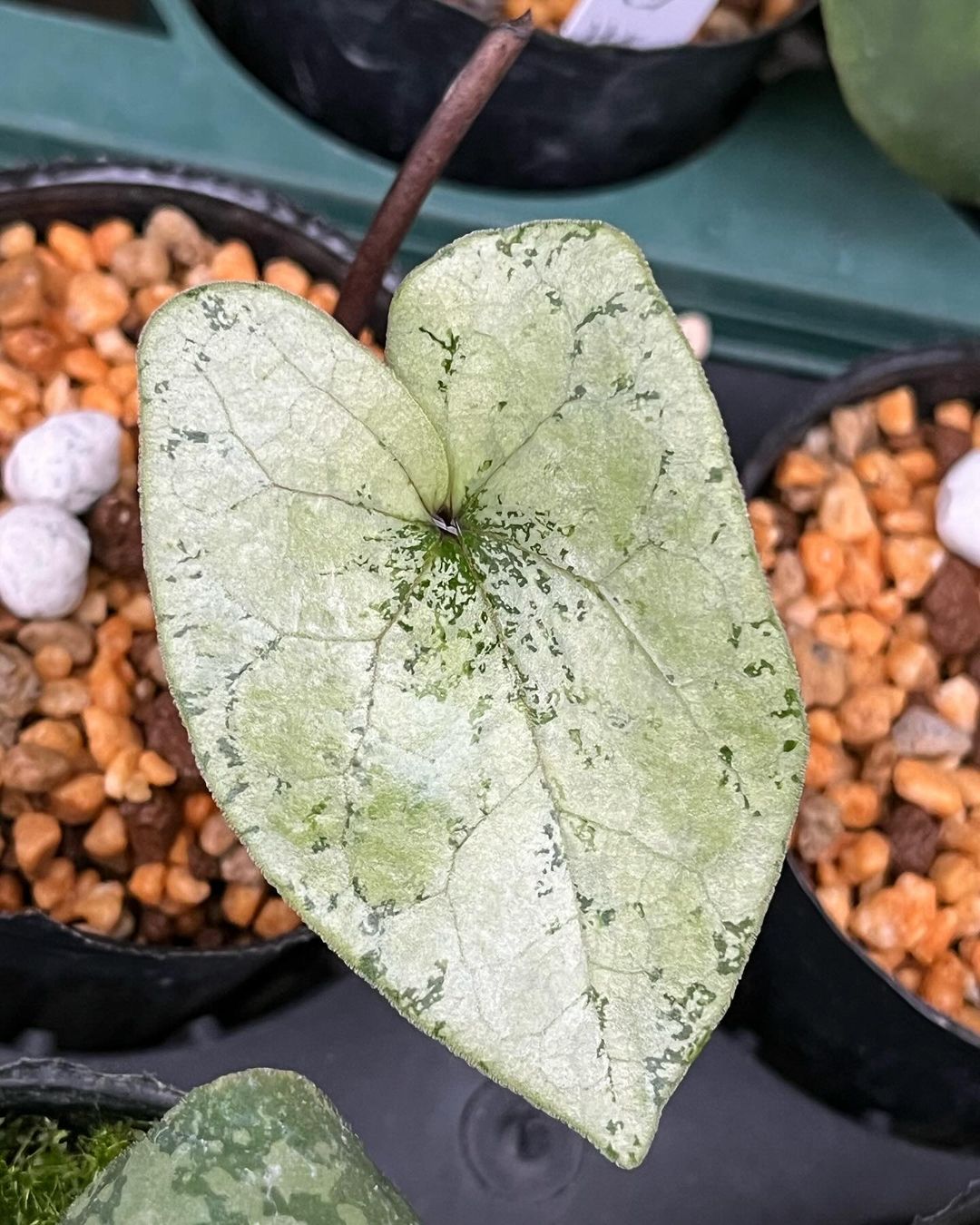 ホシザキカンアオイの銀葉？模様葉？