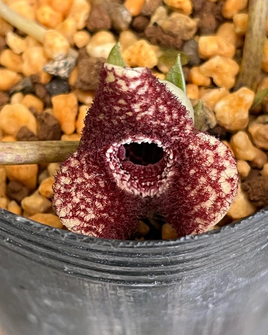 並のヤクシマカンアオイで入手したものですが、綺麗な花が咲いたの紹介します。