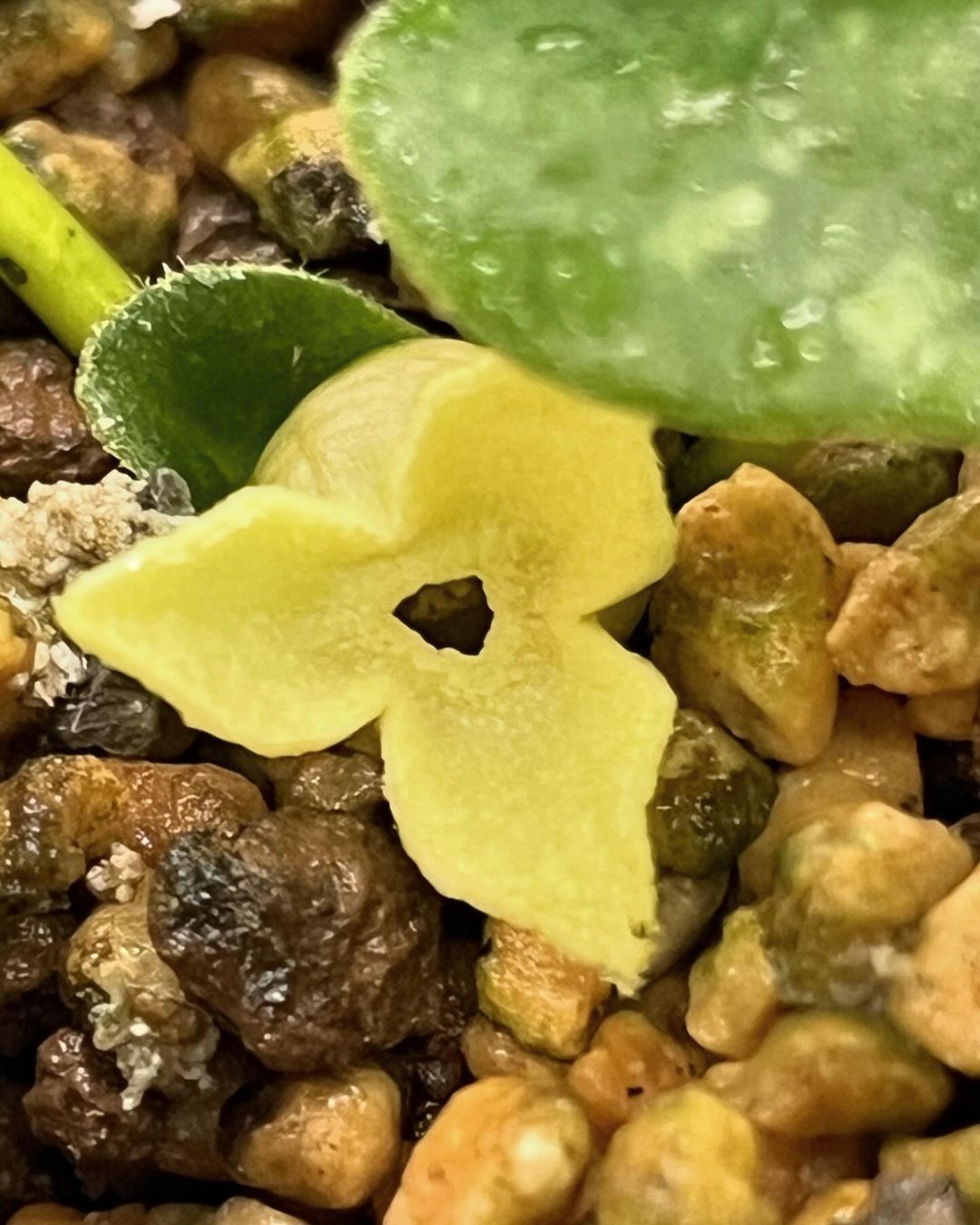 徳島県海陽町産のモモイロカンアオイ