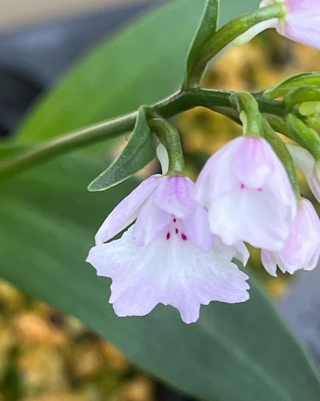 イワチドリ牡丹系で入手した花で交配種と思いますがよくわかりません。