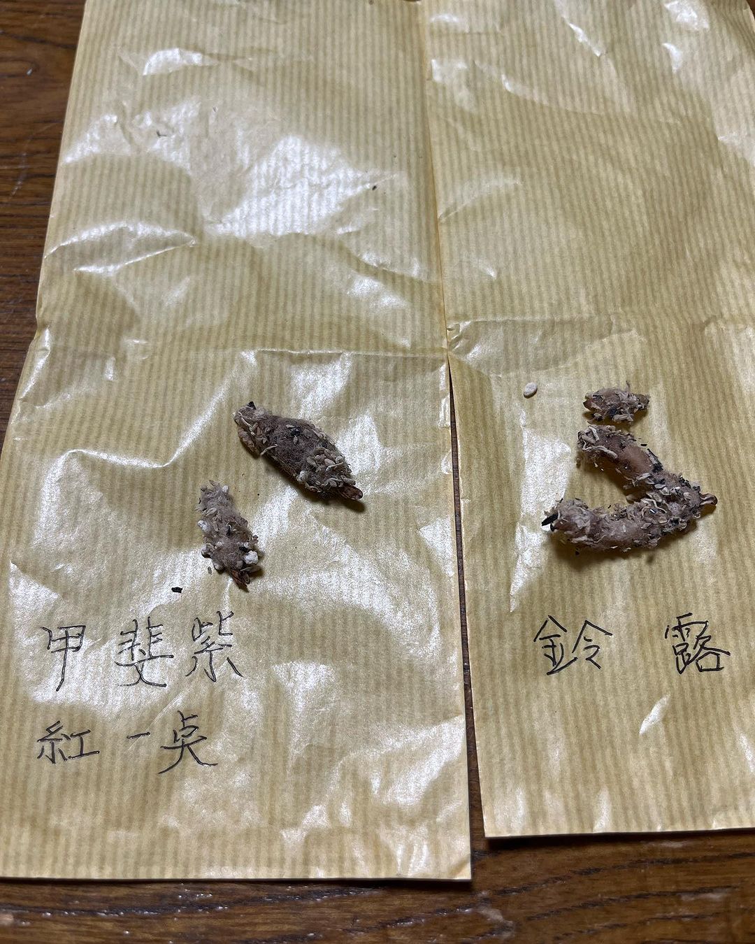 ウチョウラン　