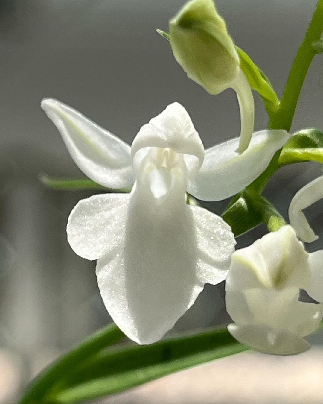 ウチョウラン『鈴露』