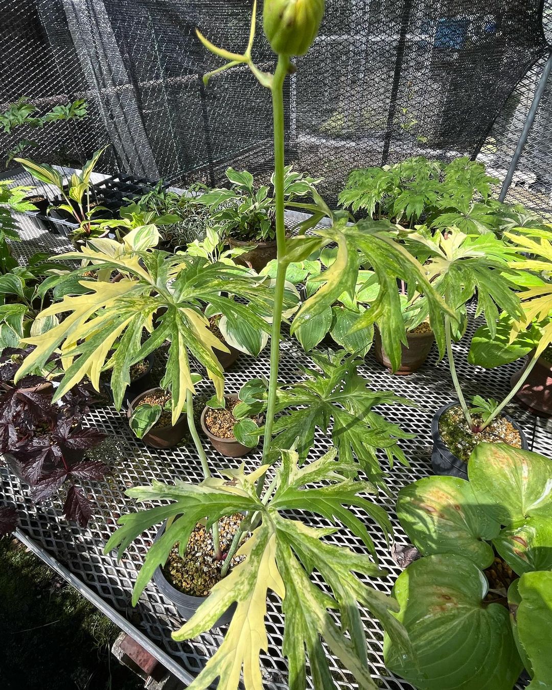 栃木県産の円弁斑紋花