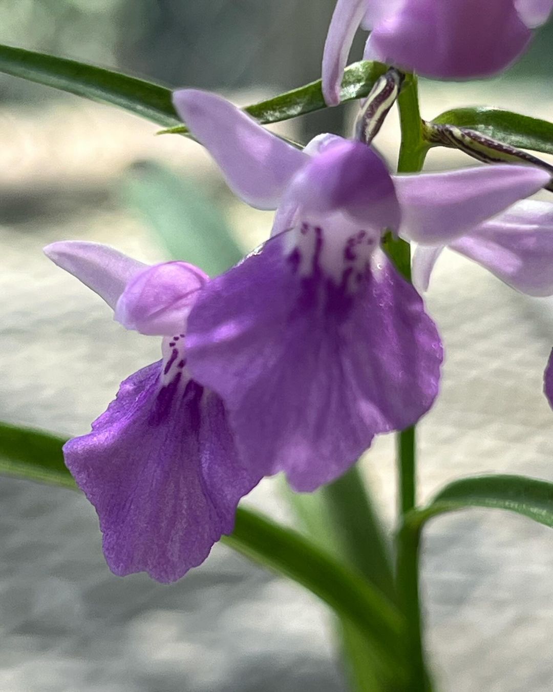 ウチョウラン『踊り子』