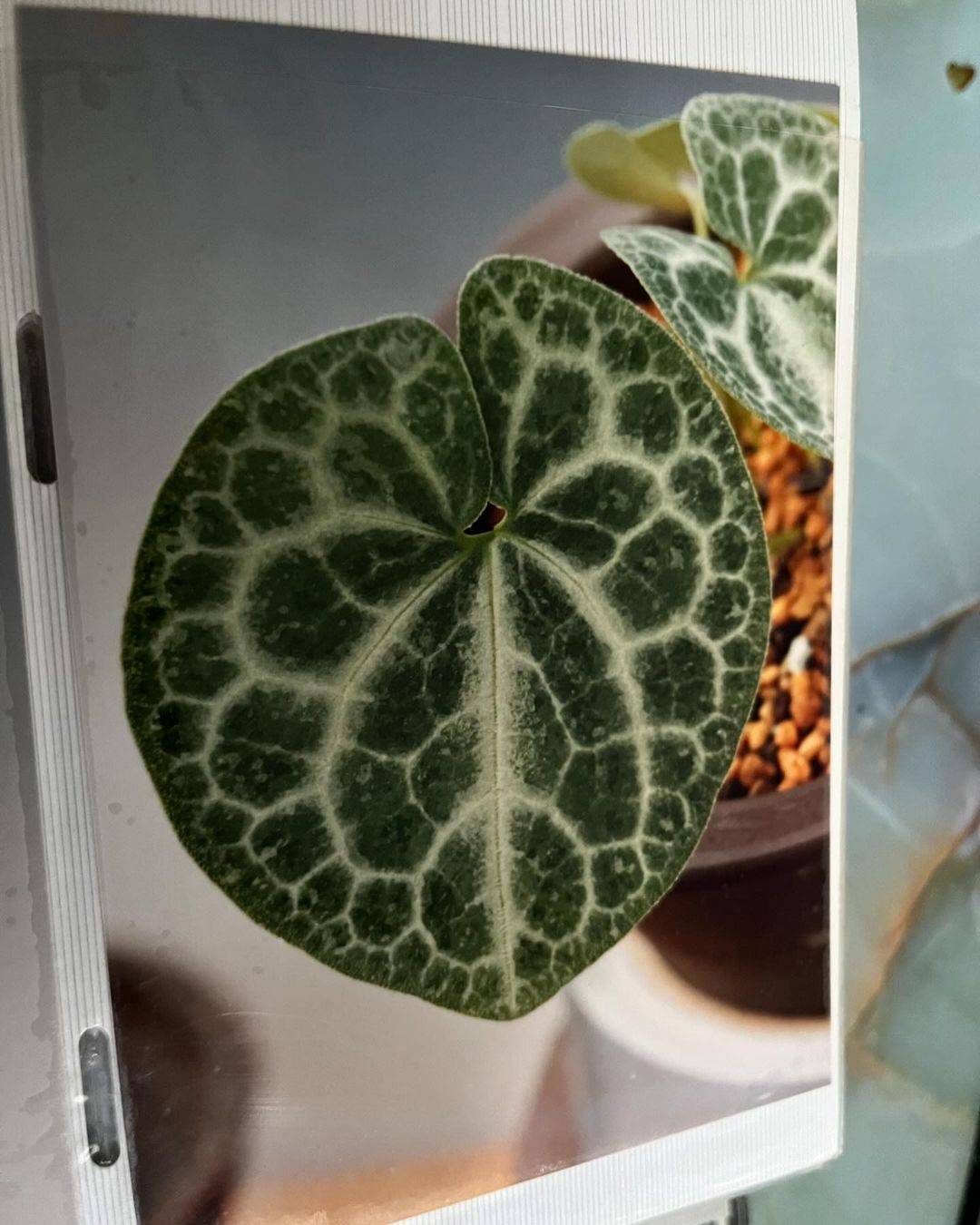 細辛『朝日錦』