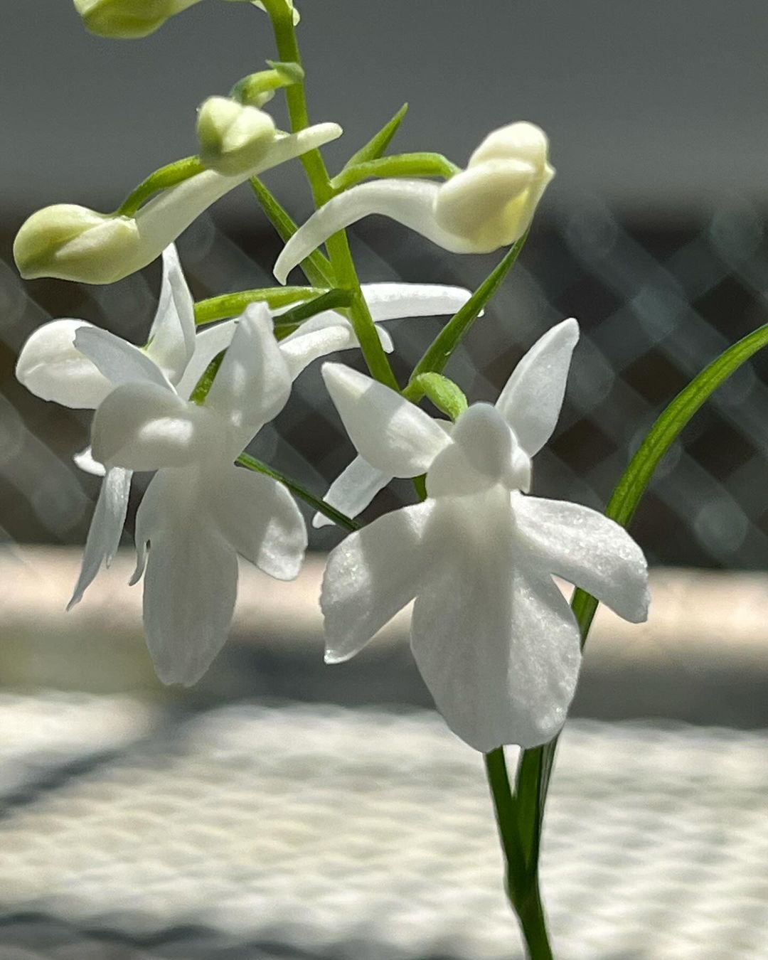 ウチョウラン栃木県産の『白宝』