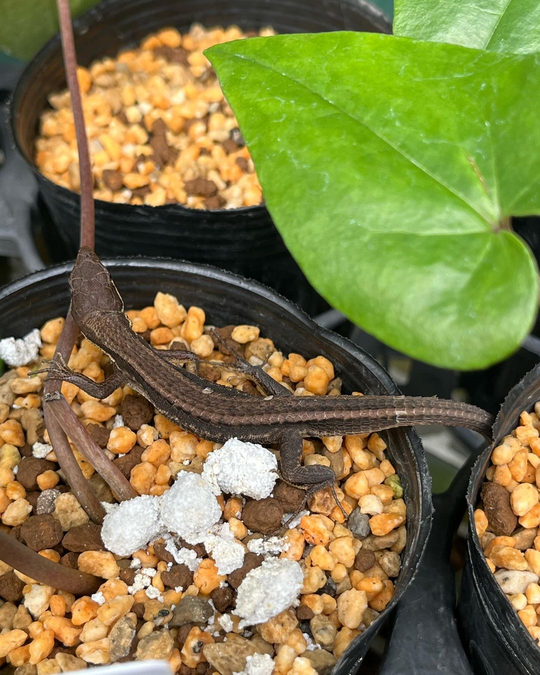 当園を害虫から守っているであろうカナヘビです