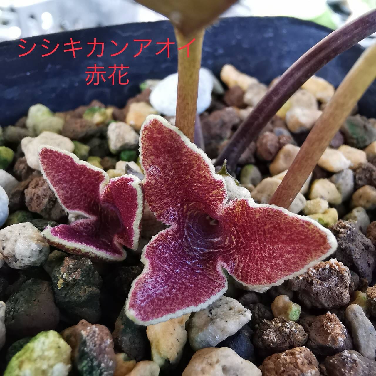 シシキカンアオイ　赤花