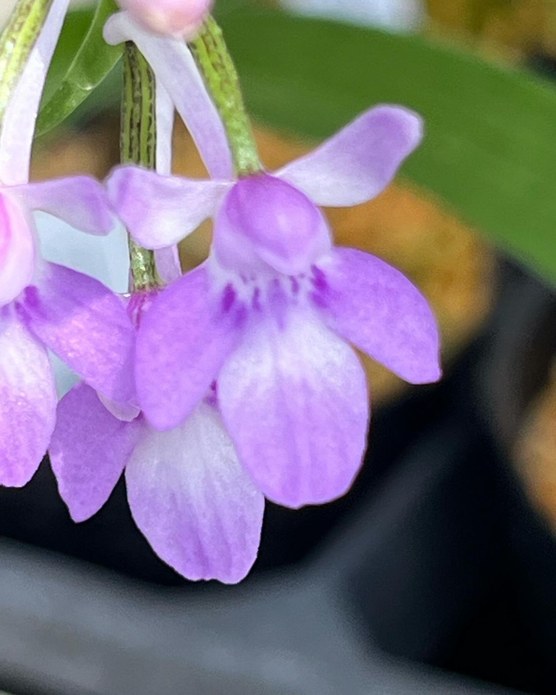 ウチョウラン『月輪』