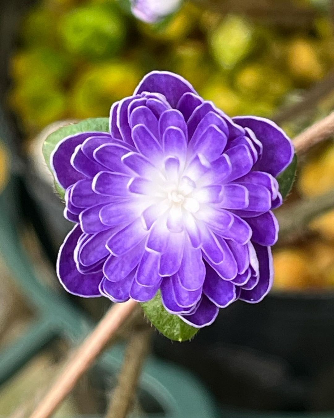 雪割草　紫真珠