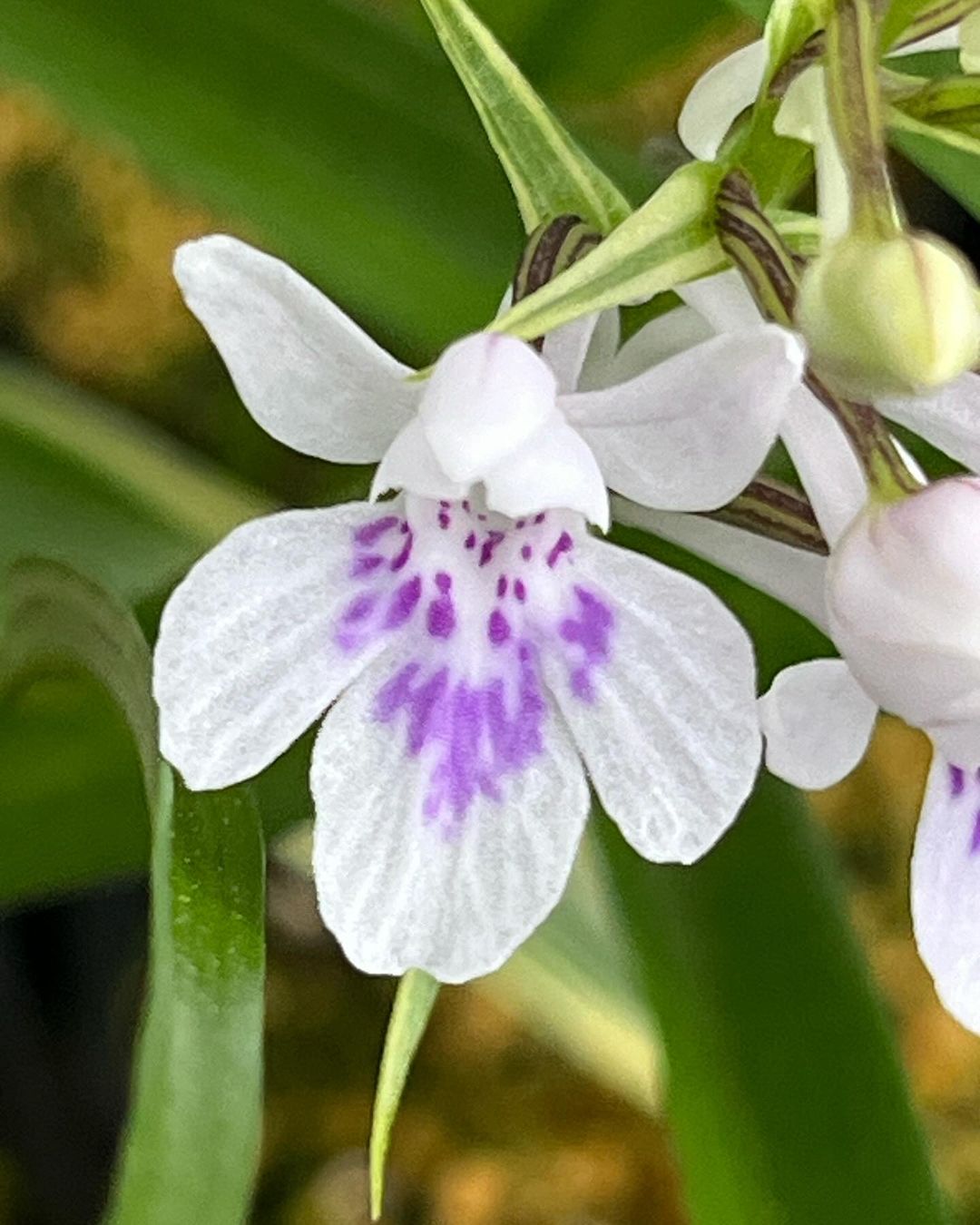 ウチョウラン『白鷹の舞』です。（交配種）