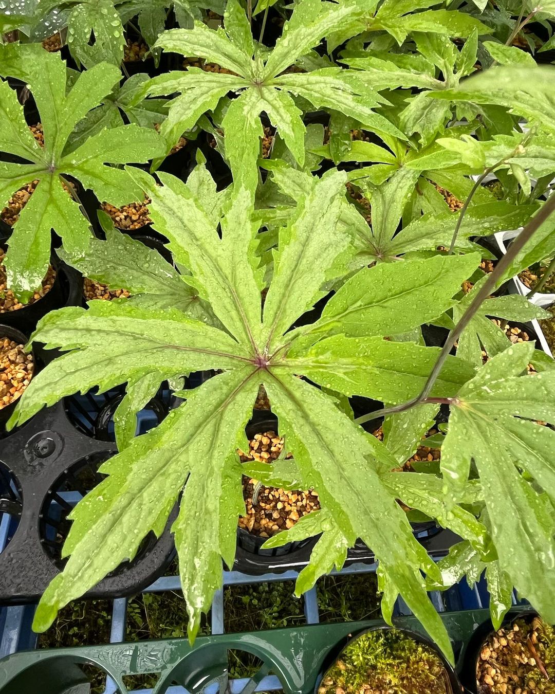 ヤブレガサの銀葉