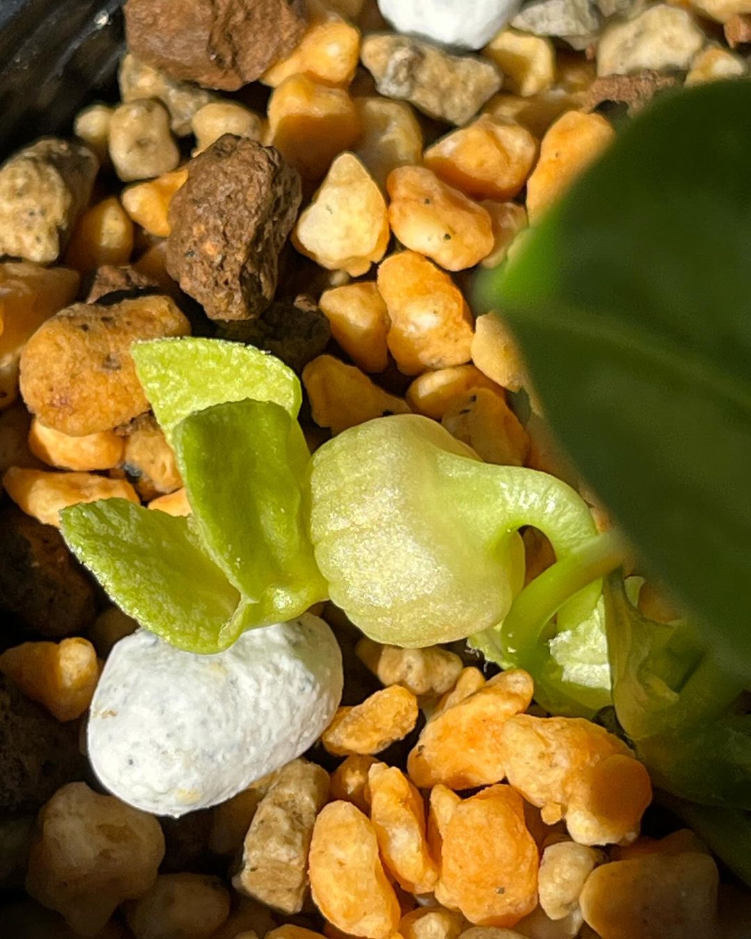 ミヤコアオイの青軸潤み花