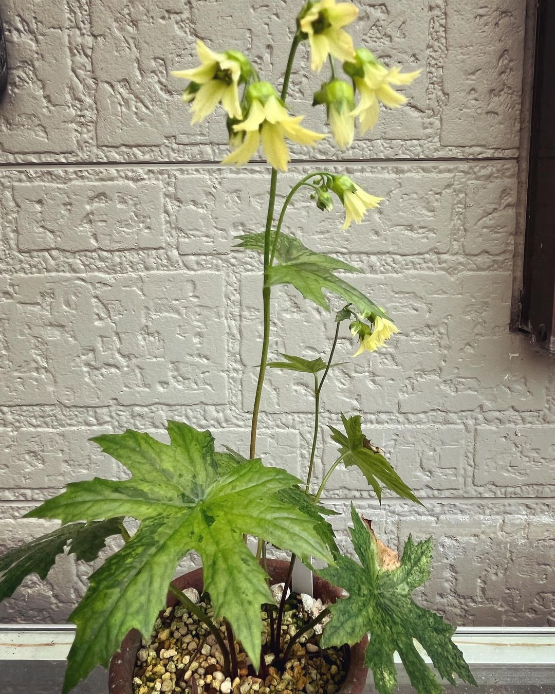 ワタナベソウの散り斑です。