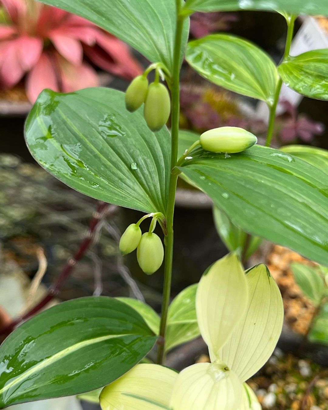 ワニグチソウの斑入り