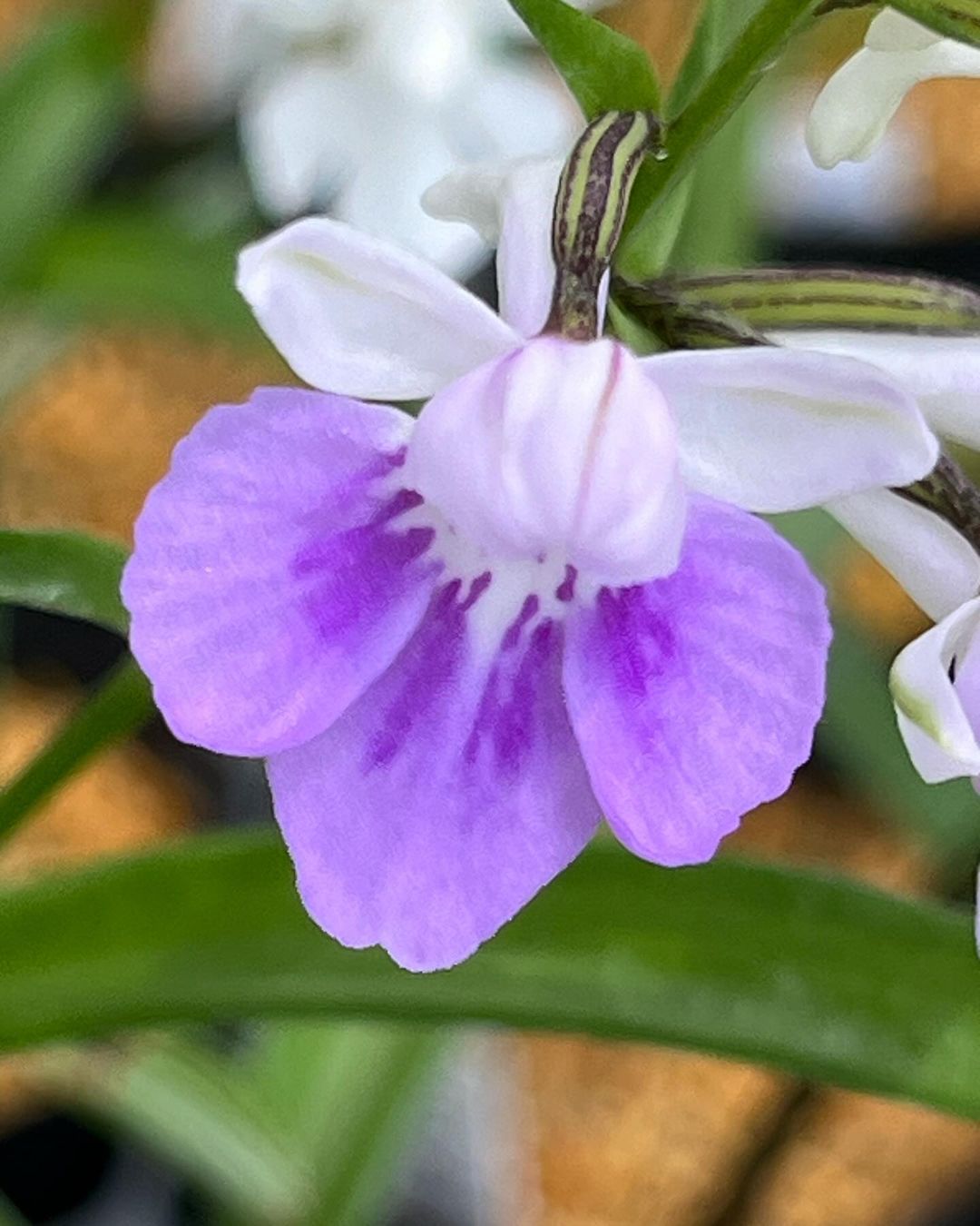 ウチョウランの『無双』