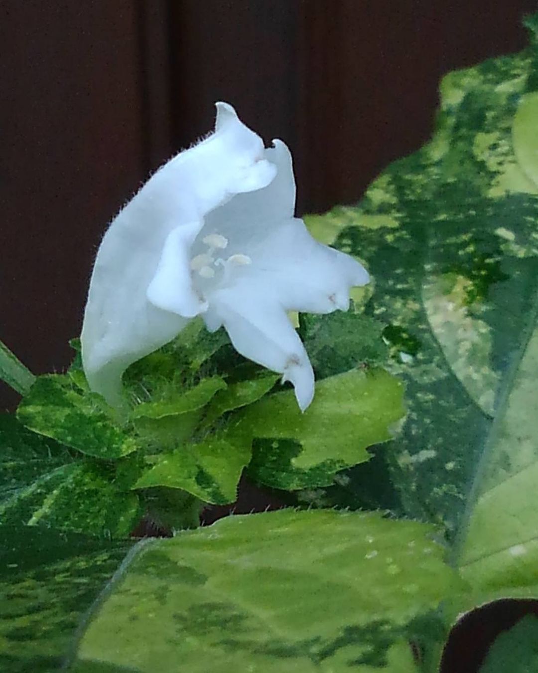 スズムシバナ　斑入り　白花