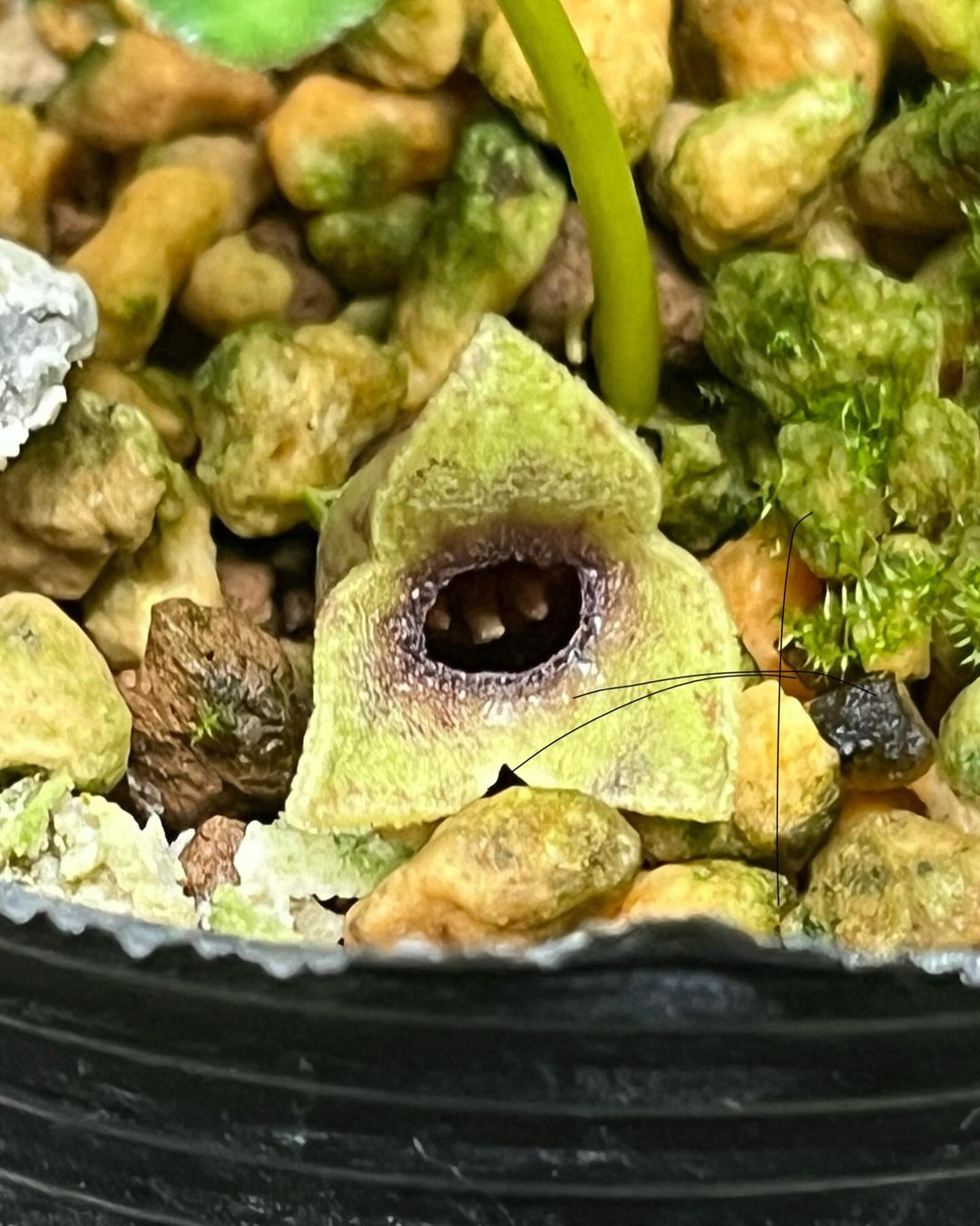 アツミカンアオイの青軸