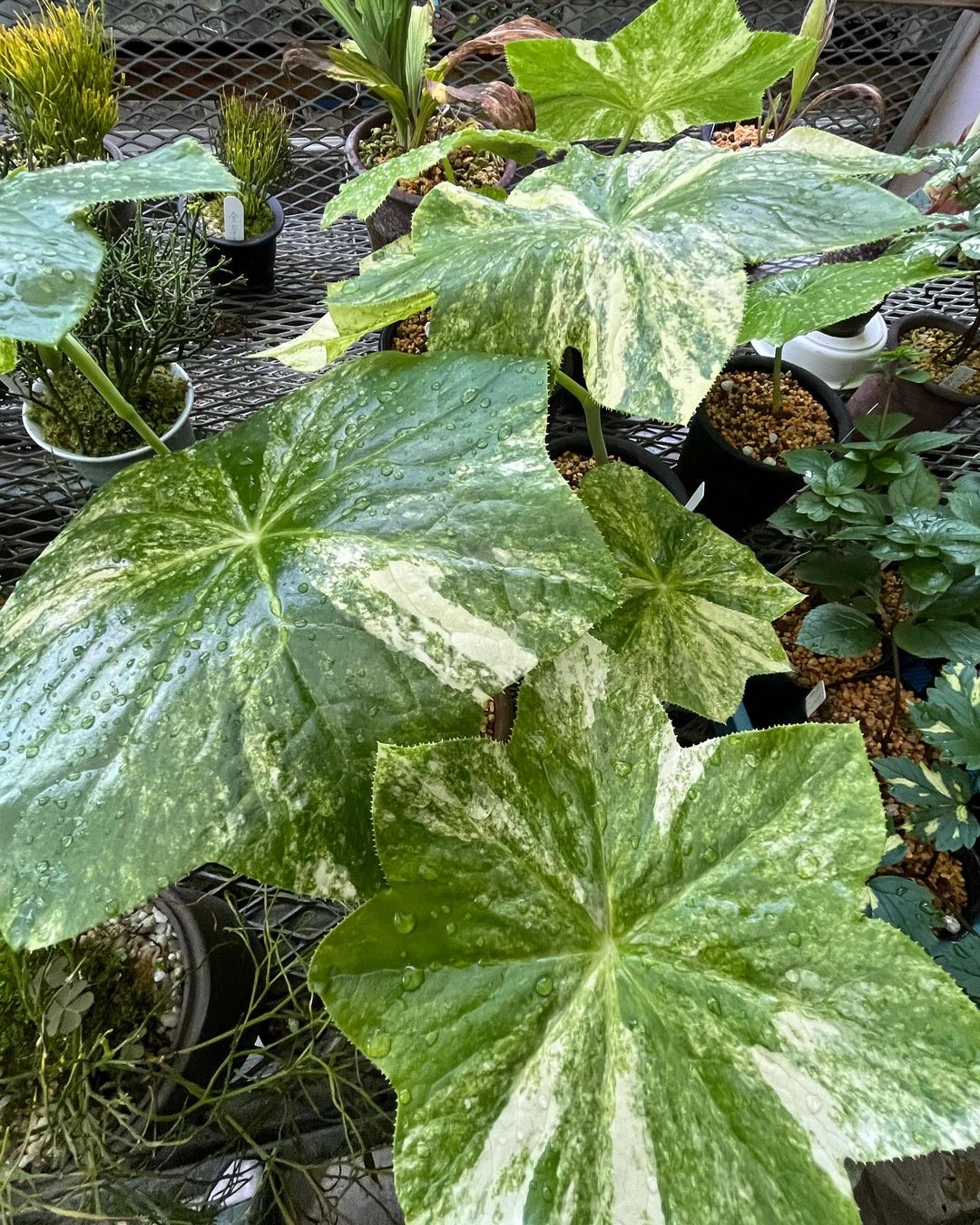 ハッカクレンの斑入り