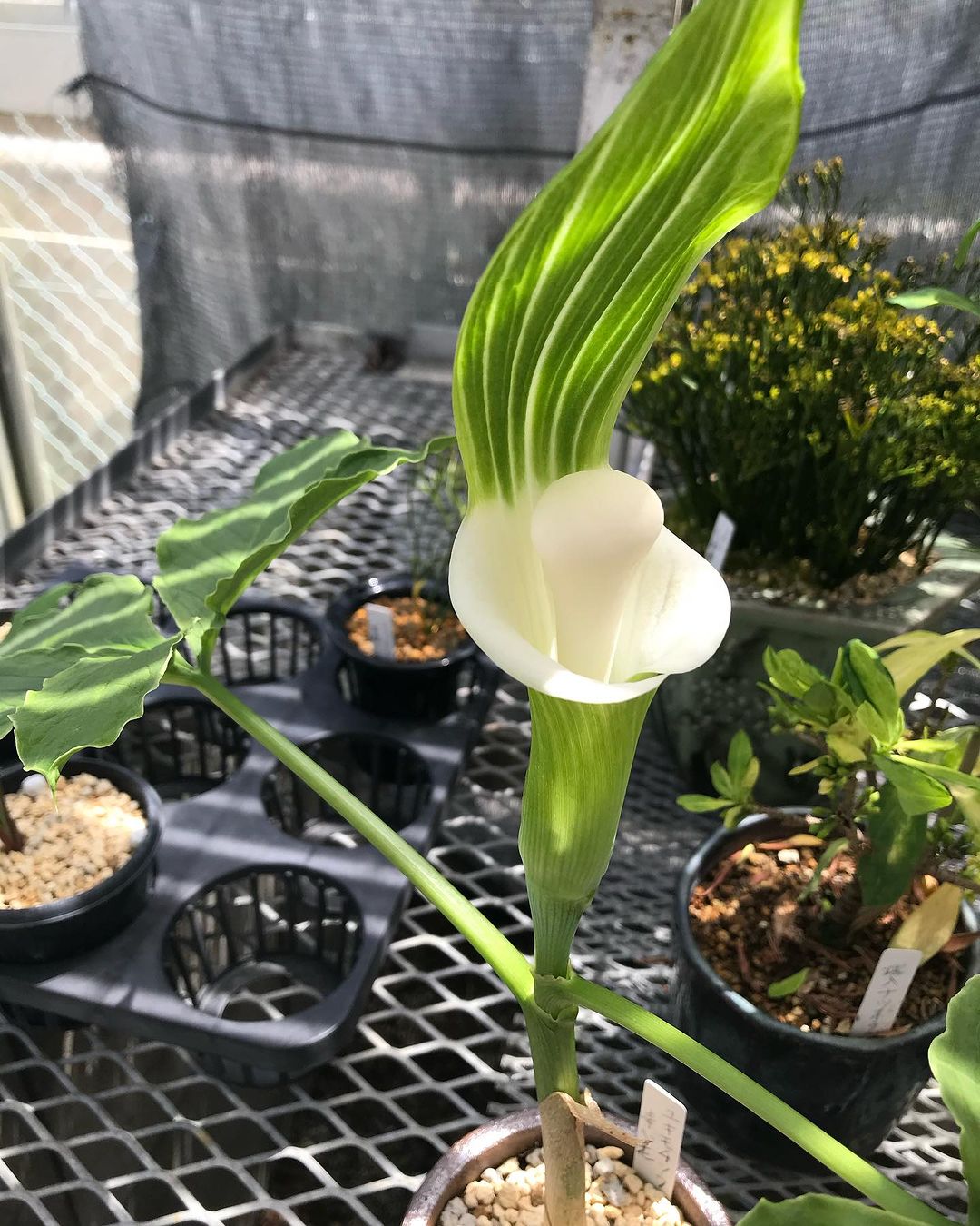 ユキモチソウ　素心花