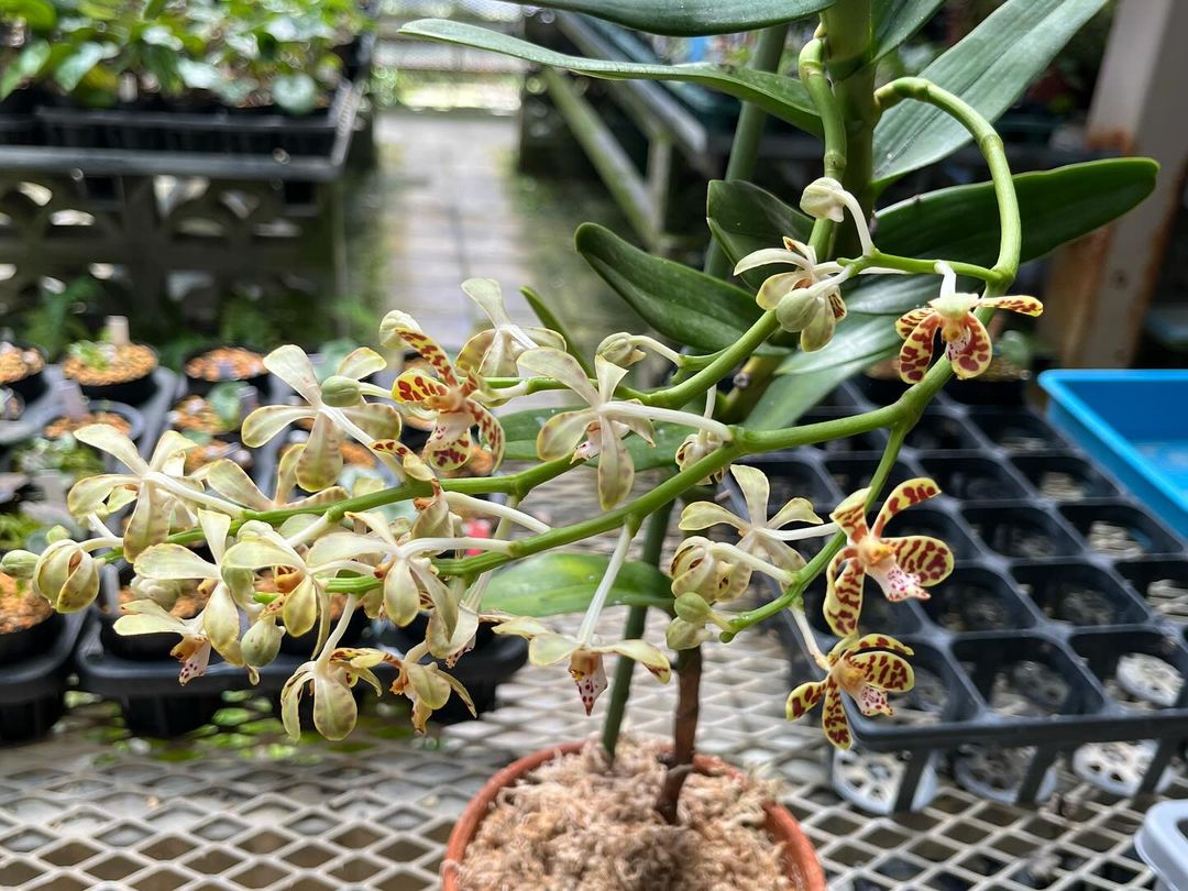 入面蘭（ニュウメンラン）