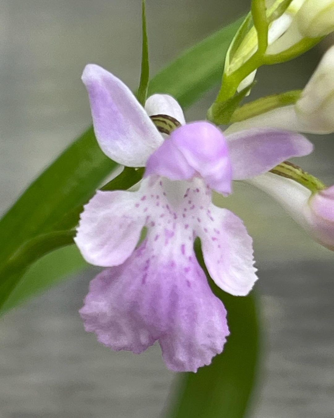 ウチョウラン『霊峰』