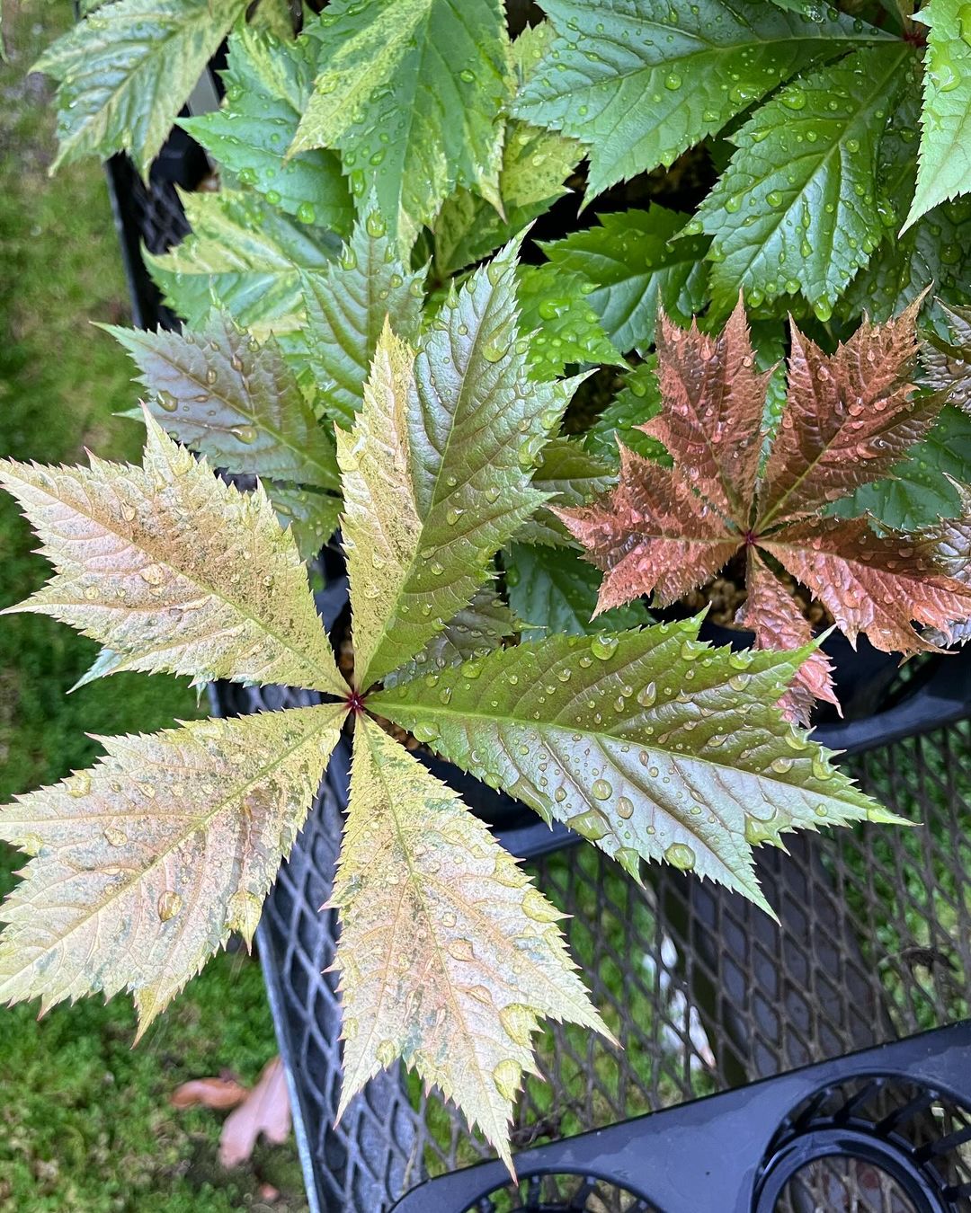 ヤグルマソウ萌黄の斑入り