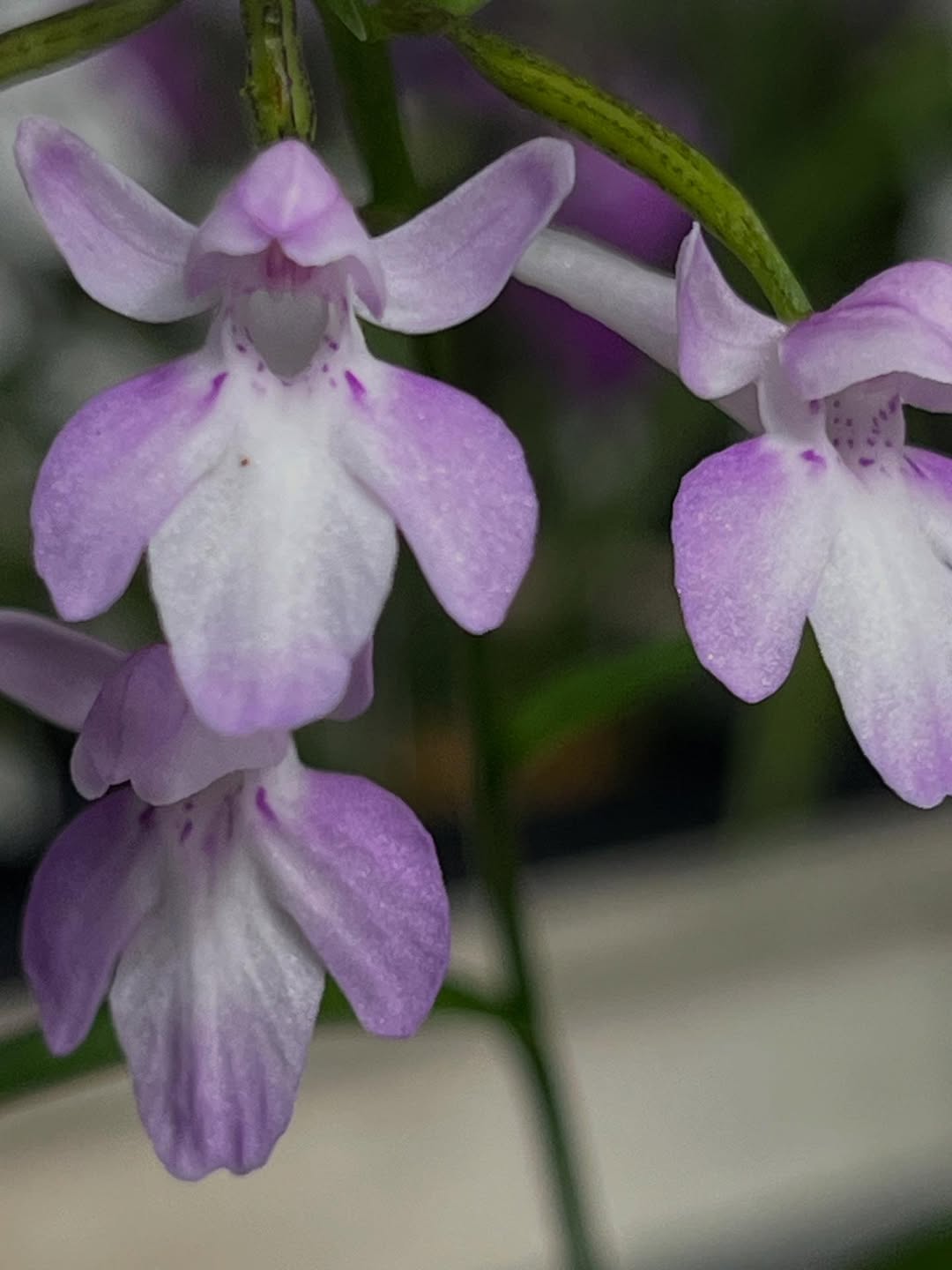 ウチョウラン『月輪』