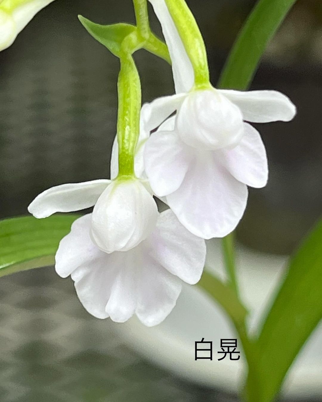 ウチョウラン『白晃』