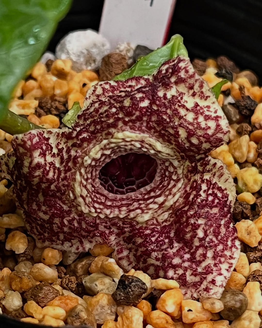 オニカンアオイ『赤鬼』