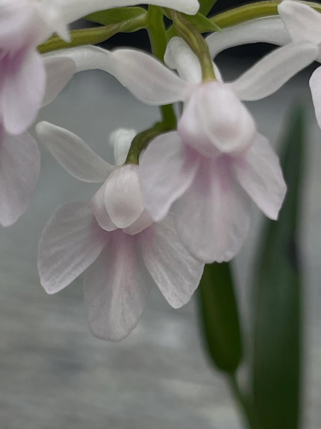 ウチョウラン『紀のおぼろ月』