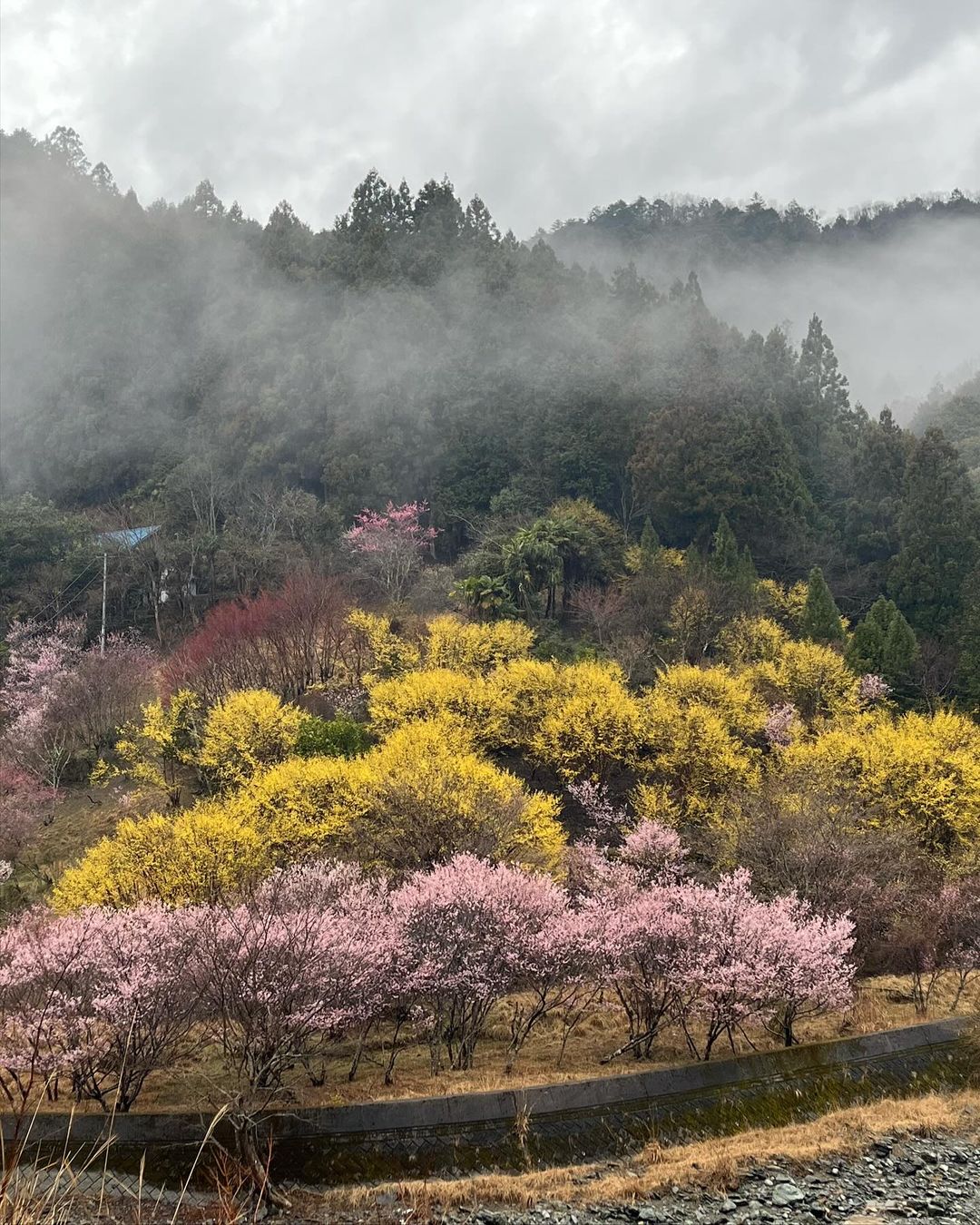 西吉野町『川岸の桃源郷』と言われている所です