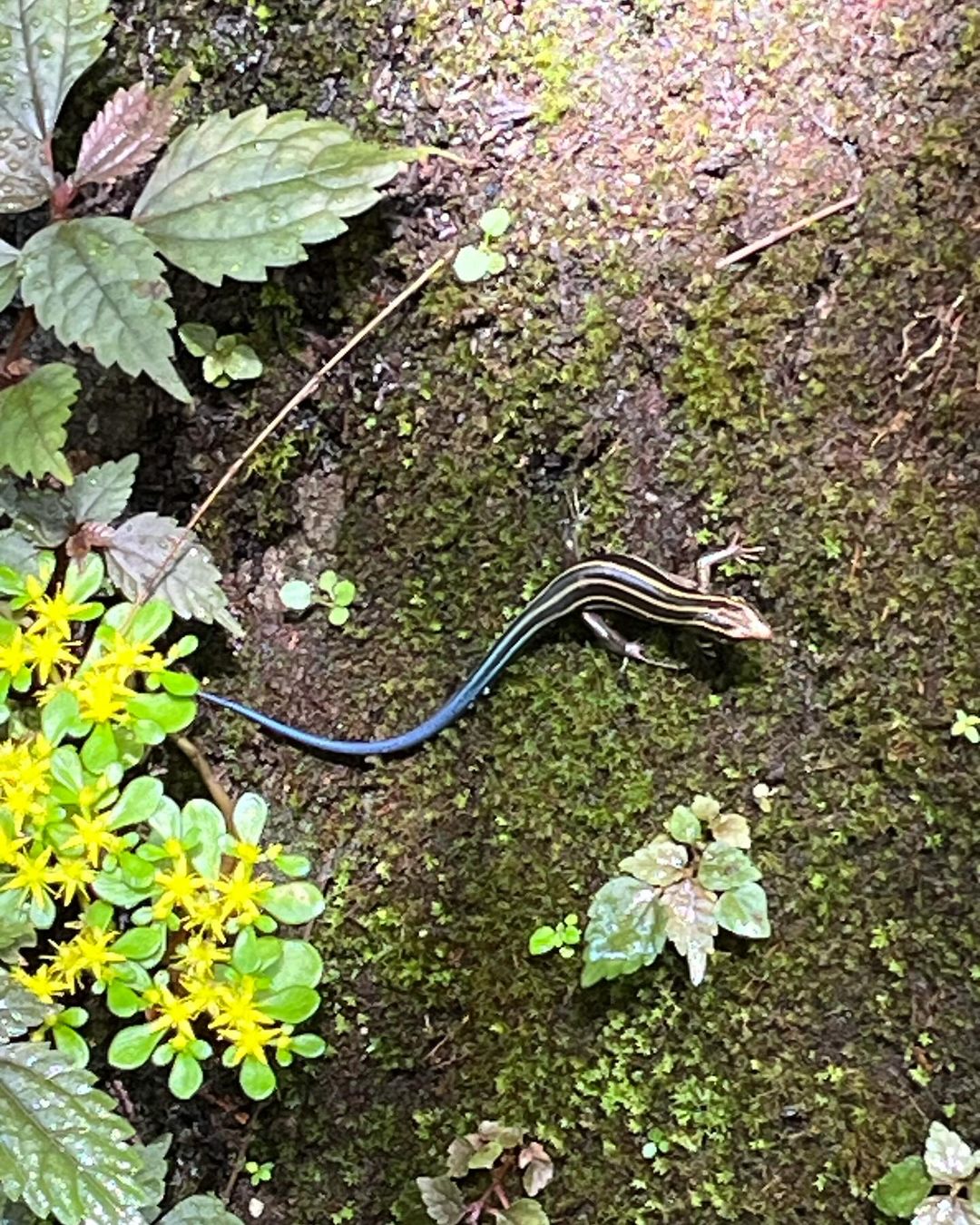 至るところに、ニホントカゲ