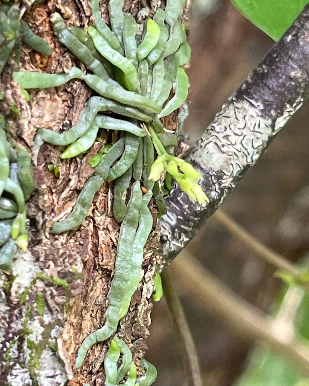 山野草 クモラン