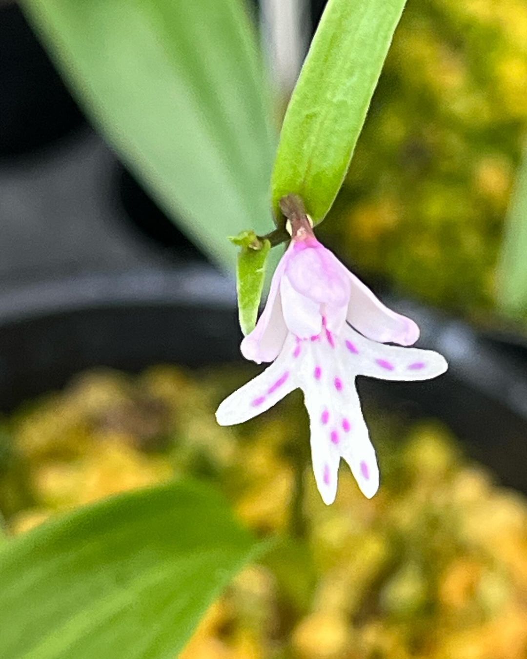 イワチドリの五月雨（原種）