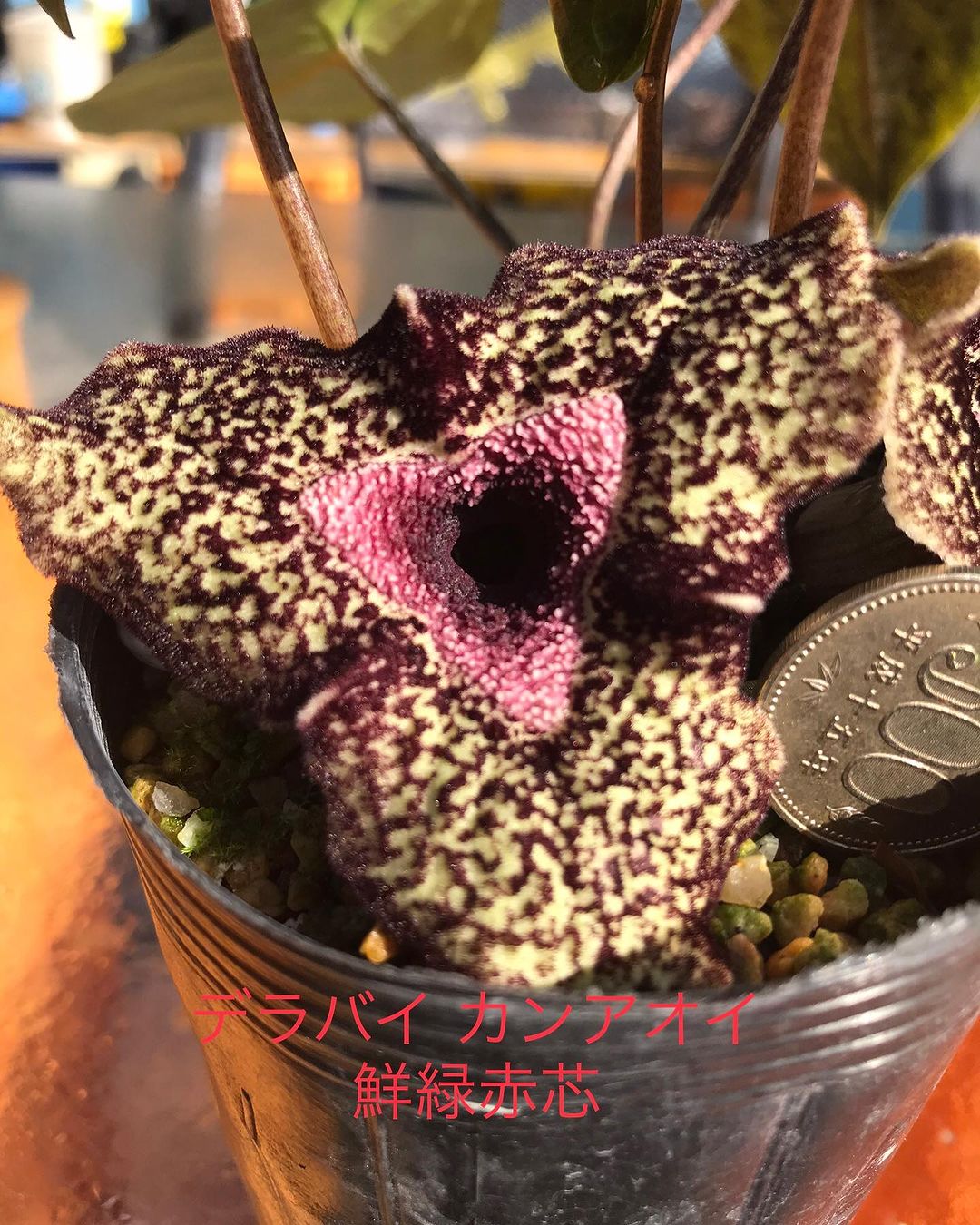 デラバイカンアオイ 緑弁赤芯花