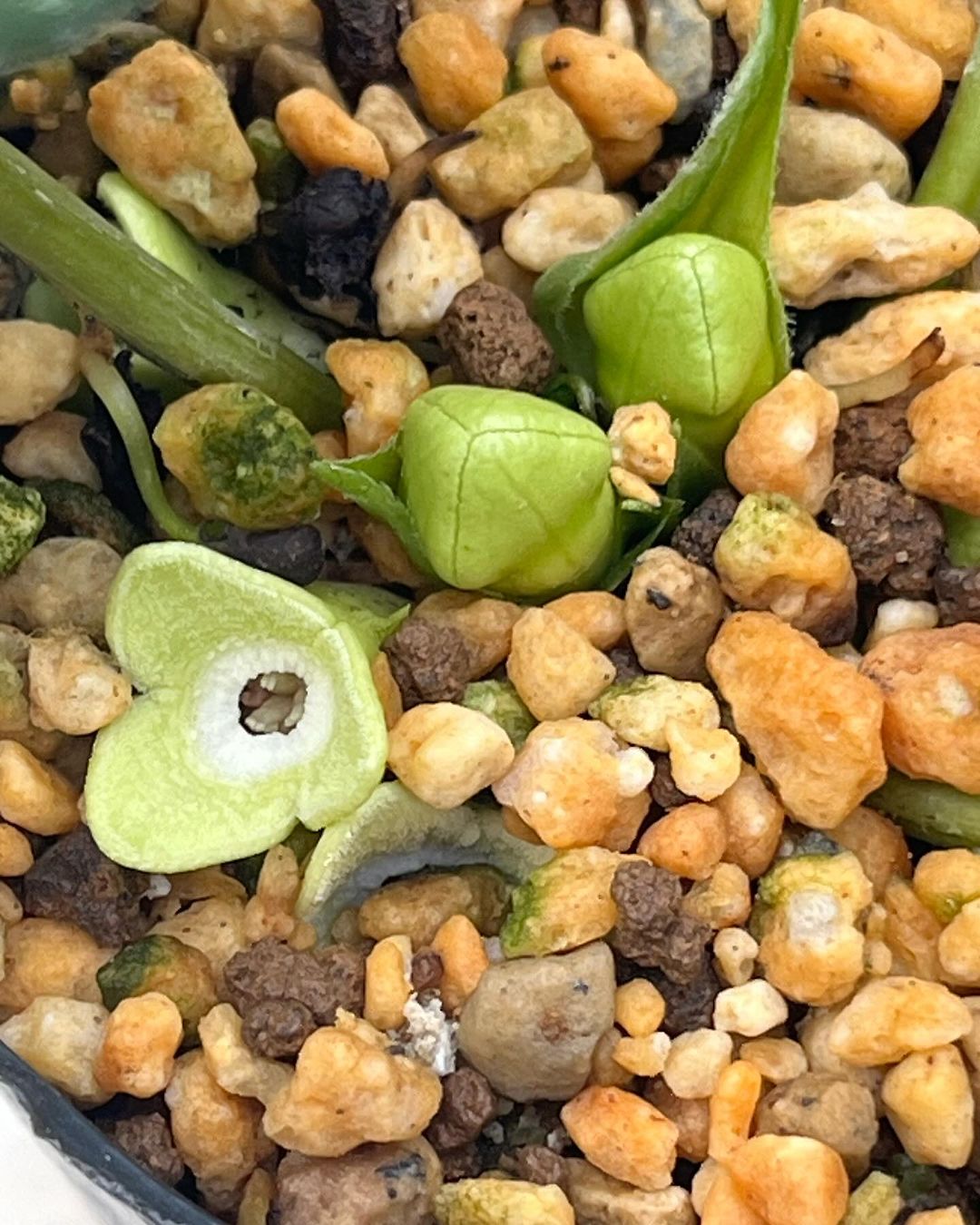 サンコカンアオイ　島桜