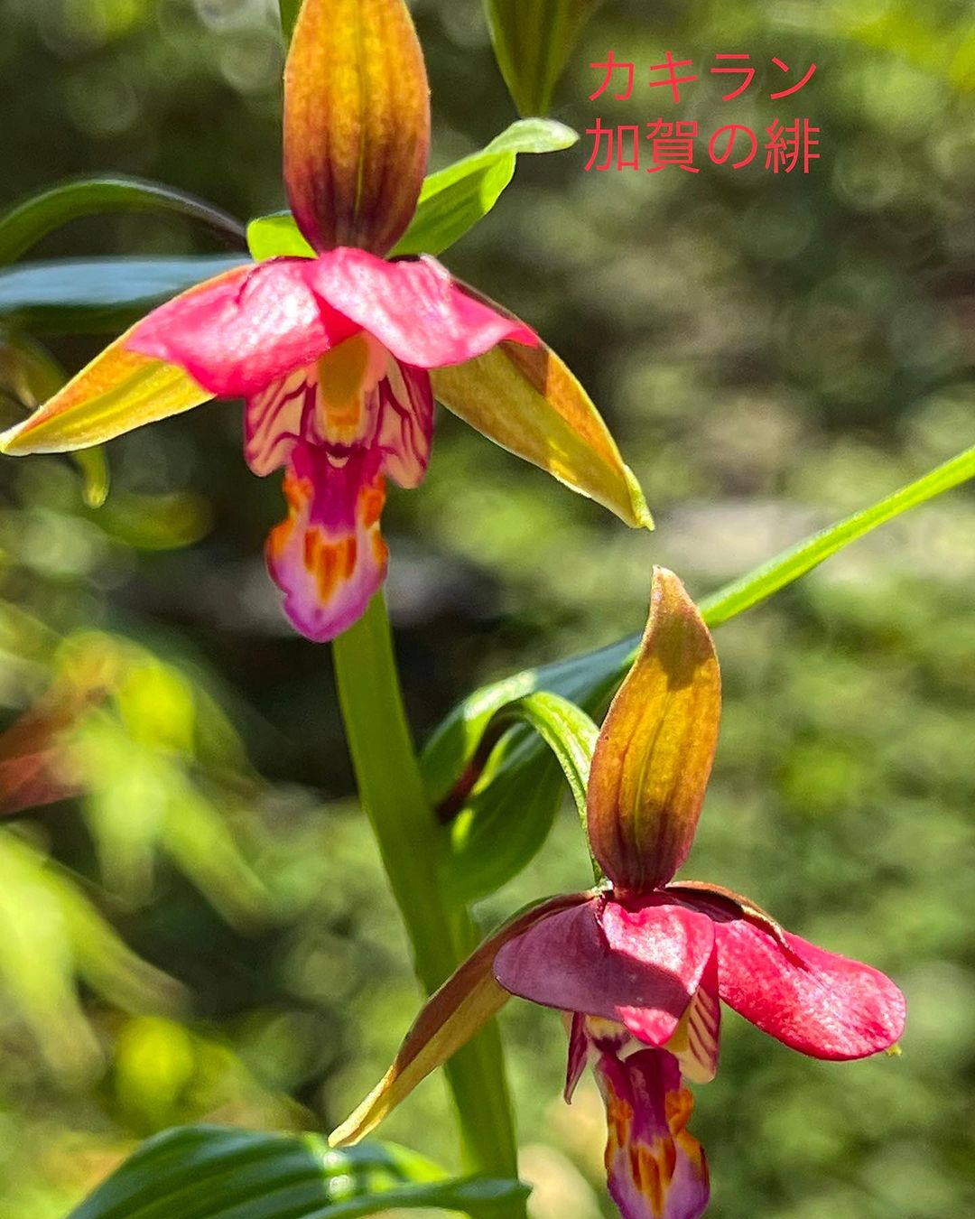 カキラン 加賀の緋
