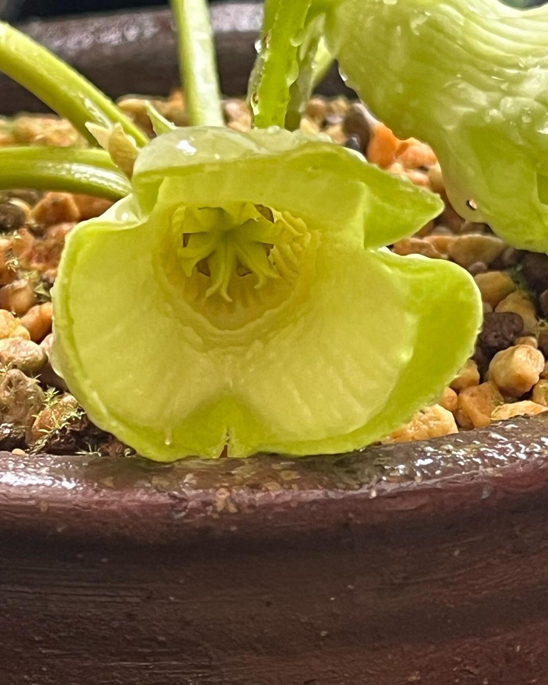 パンダカンアオイの素心花と並花