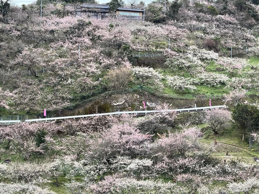 西吉野町賀名生の梅林
