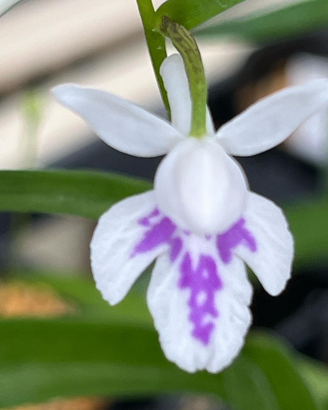 ウチョウラン『瀞華』