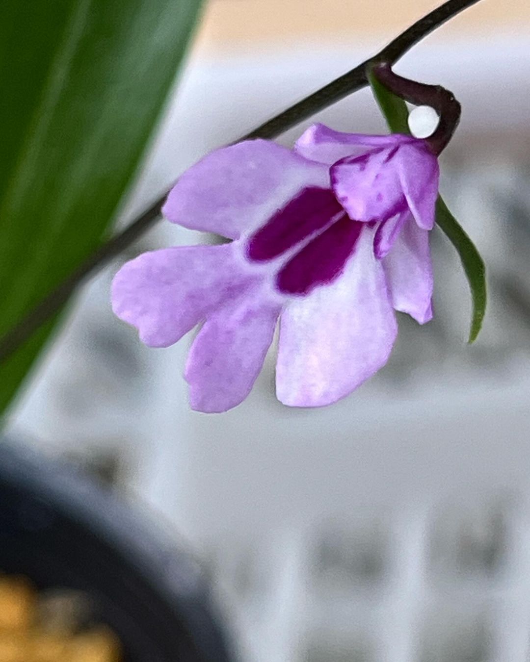 イワチドリの大銘品『瀞美人』