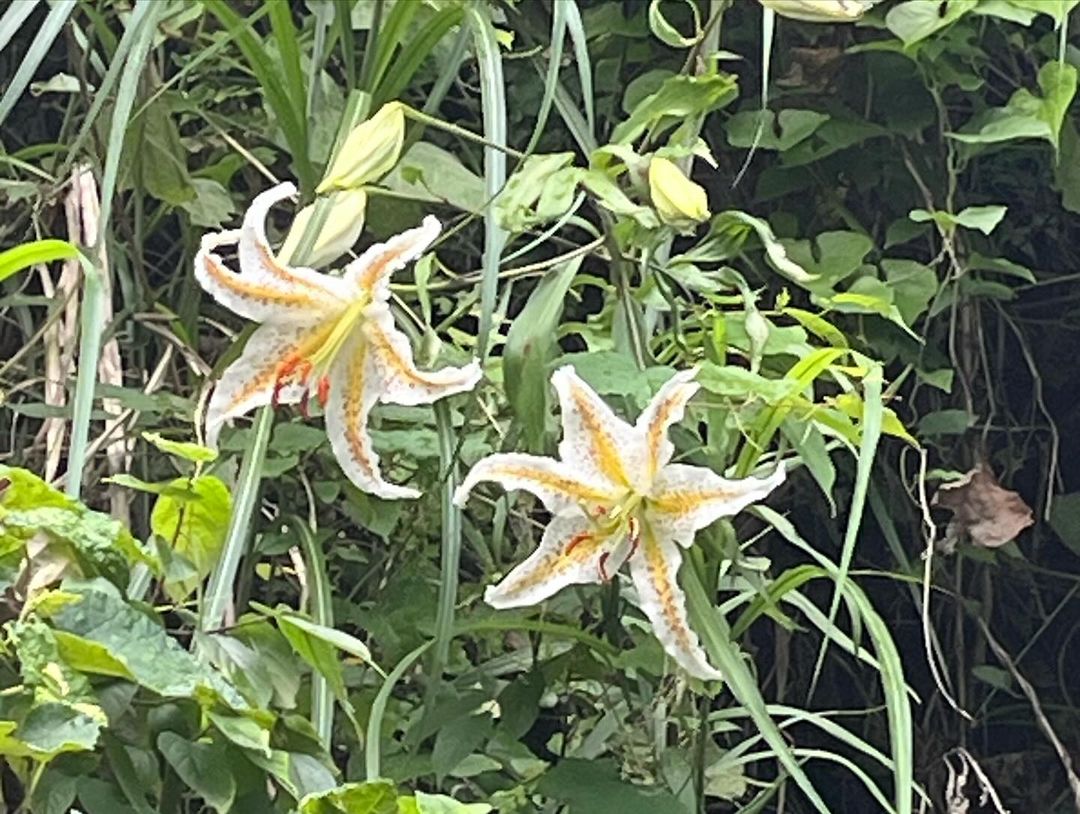ヤマユリが咲き始めました。