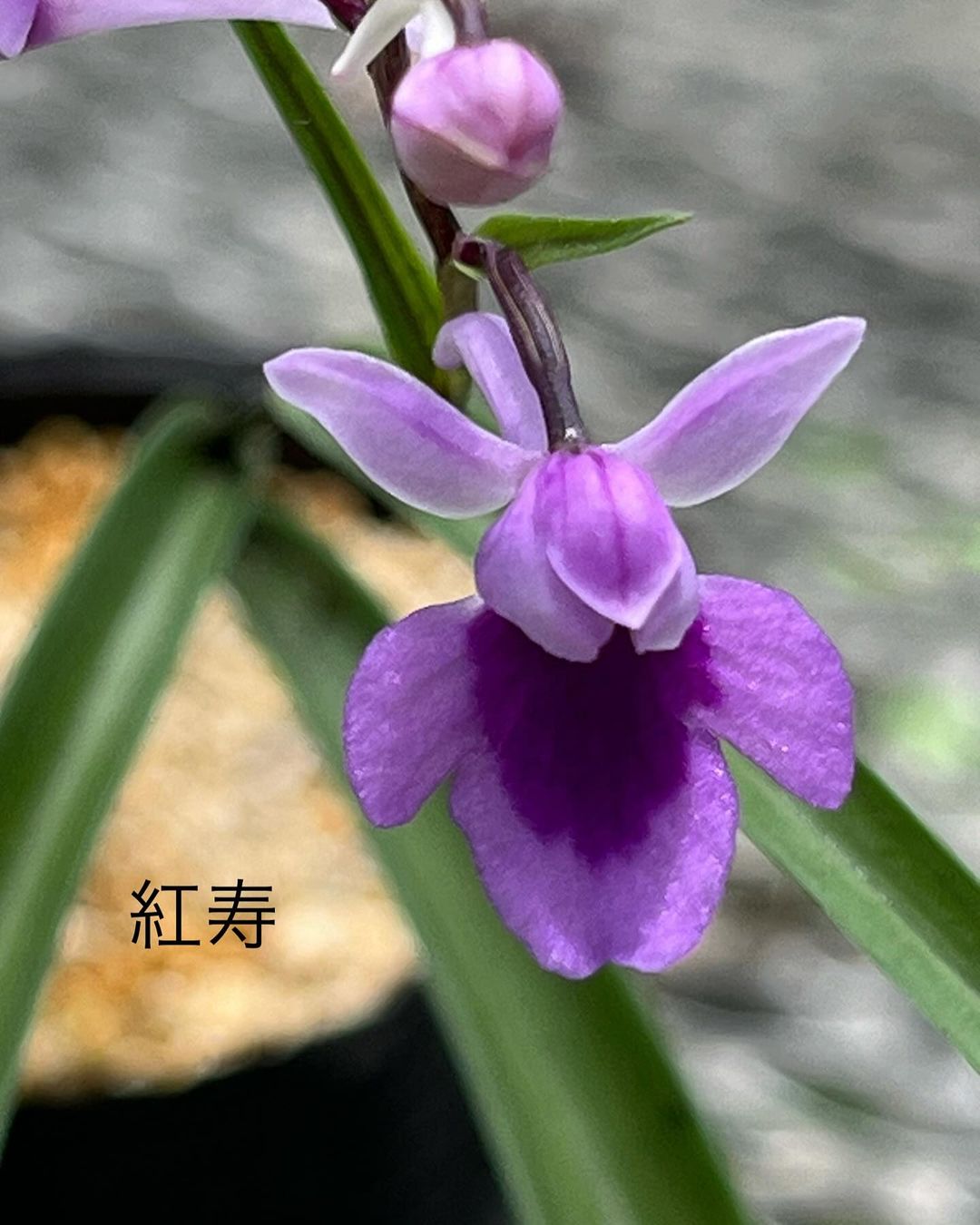 ウチョウラン『紅寿』