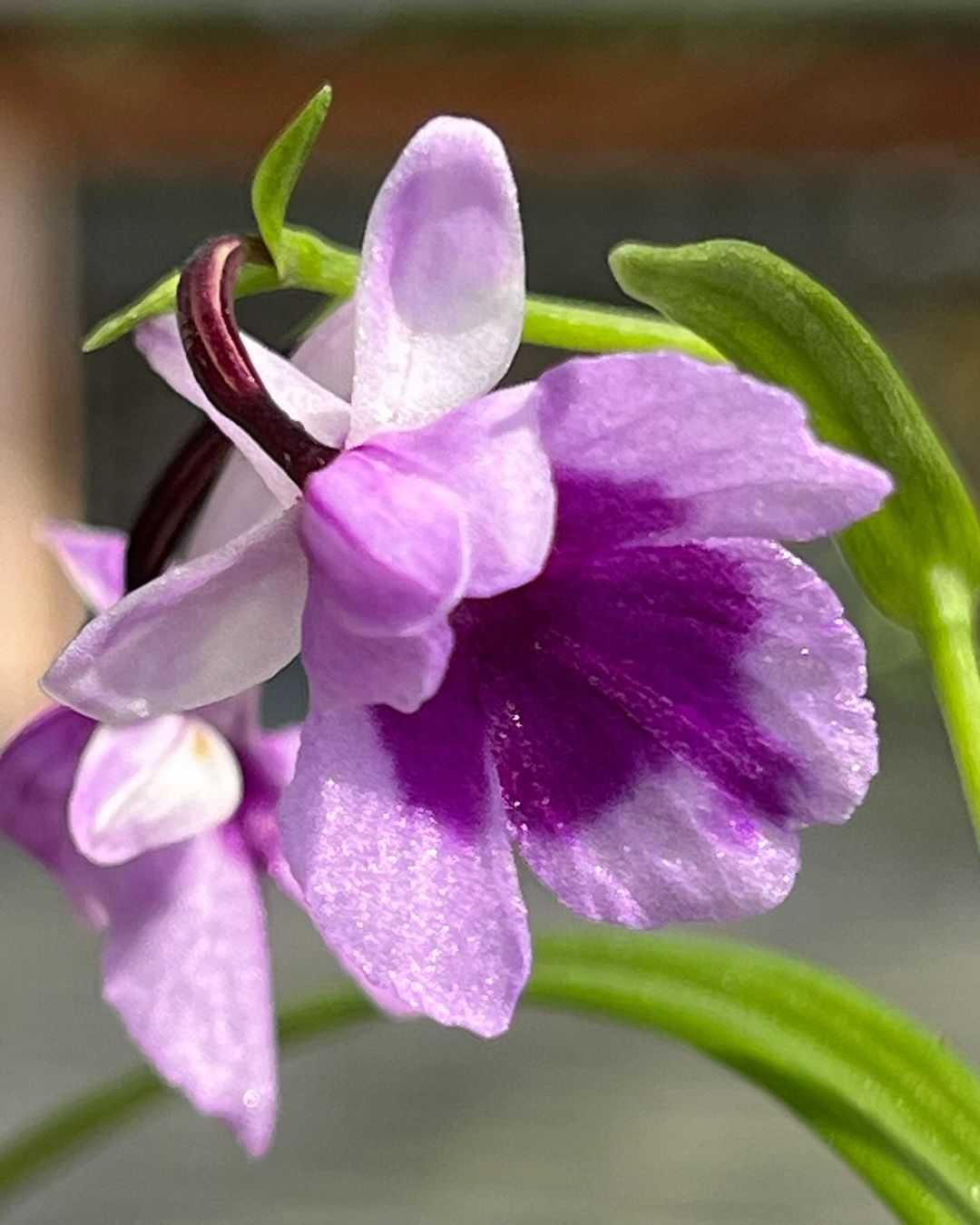 ウチョウラン『紅光仙』