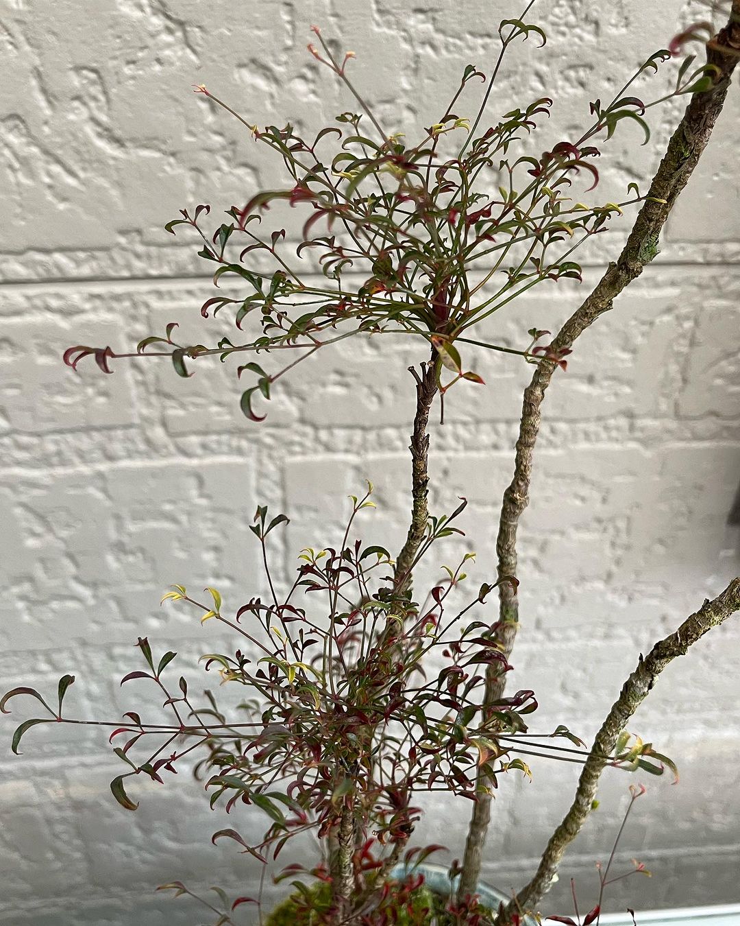 錦糸南天　玉鶴